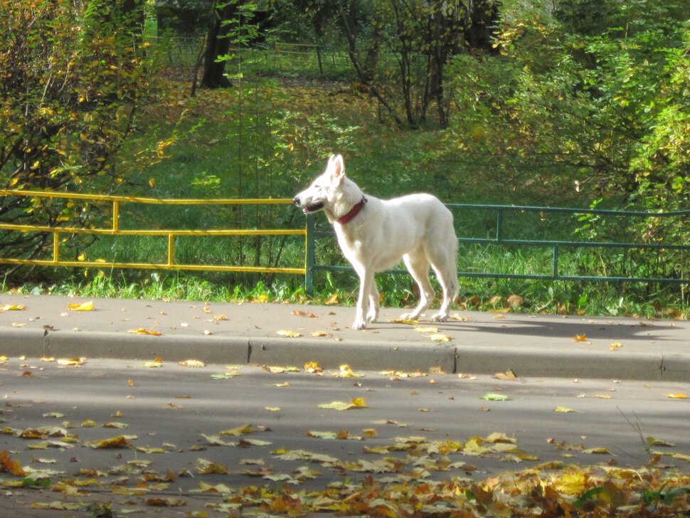 Собака