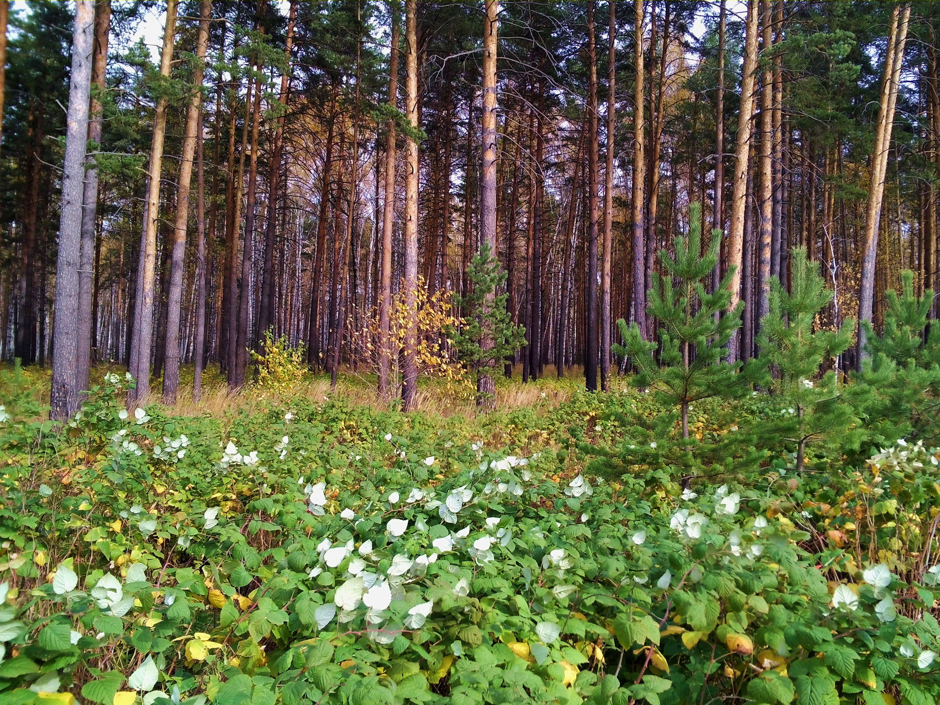 Цветы сосновый бор ленинградская