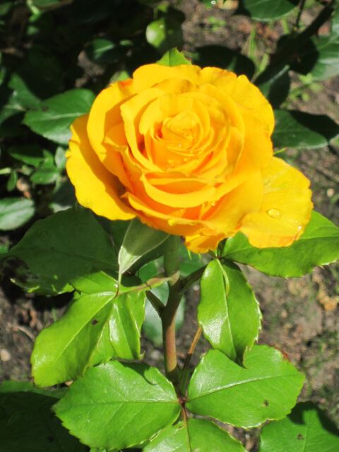 Жёлтая роза - эмблема разлуки