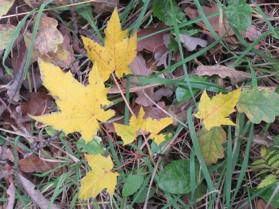 Жёлтые листья кленовые