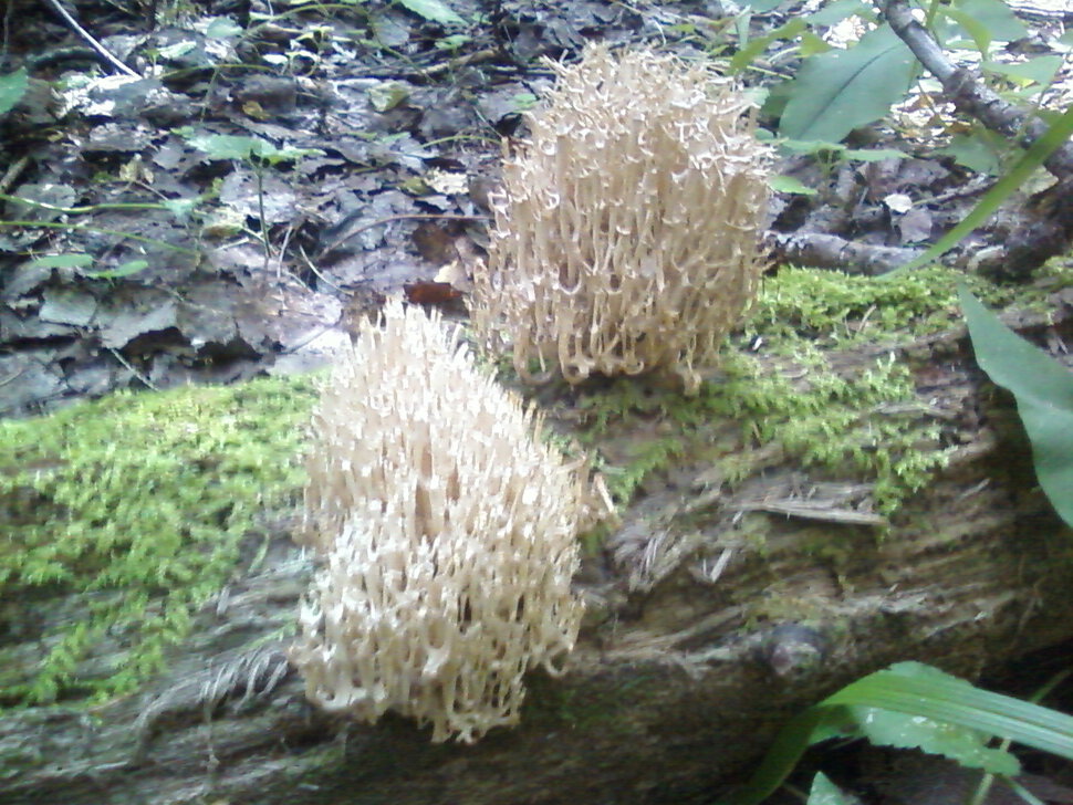 Коралловые грибы