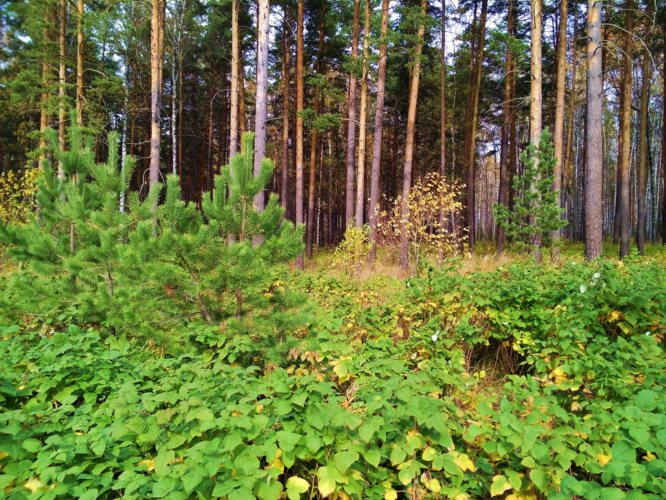 Грустный лес