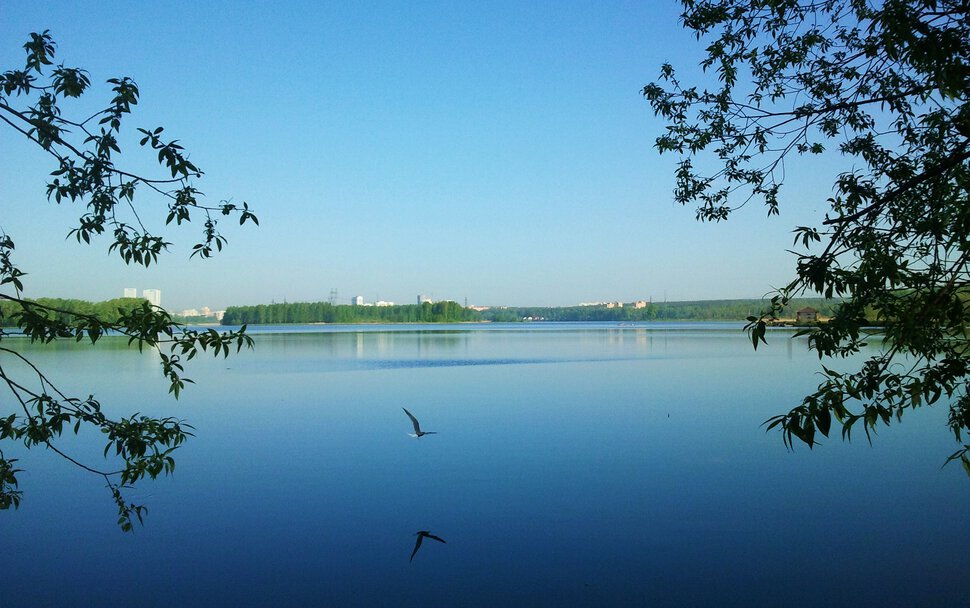 Речной пейзаж с чайкой