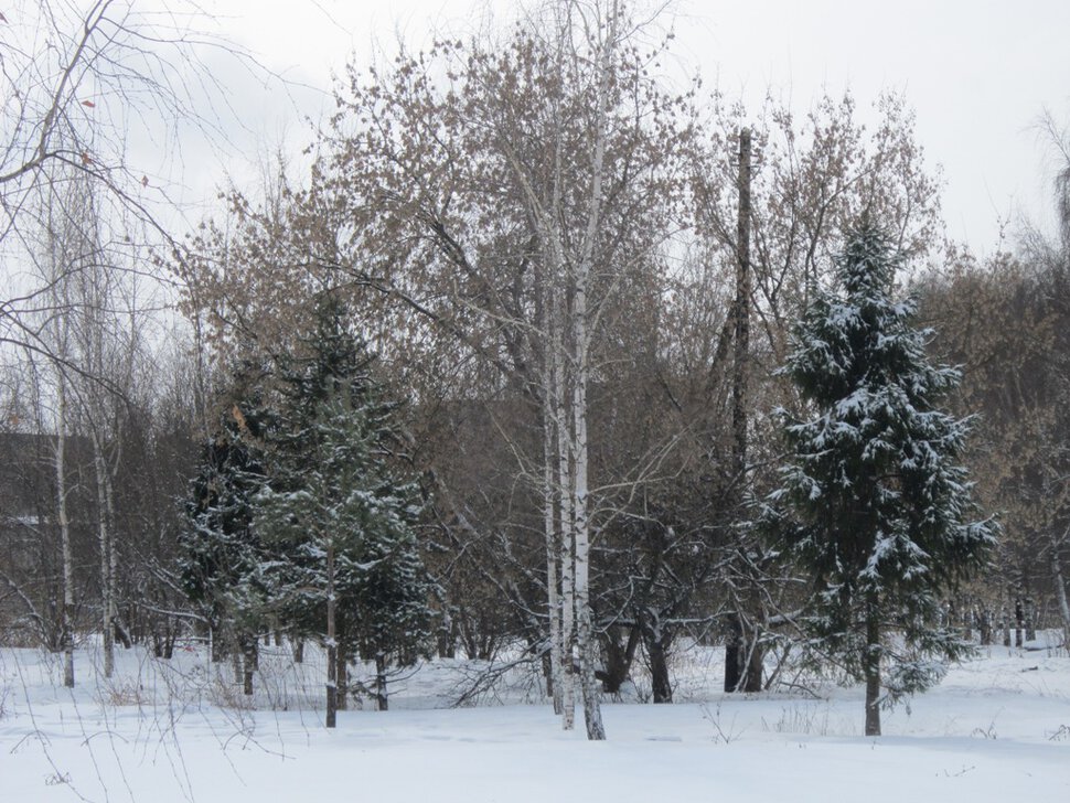 В зимнем парке