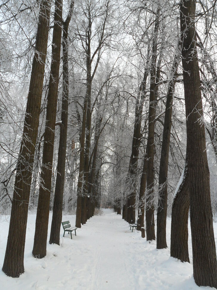 Зима в Барышевской роще