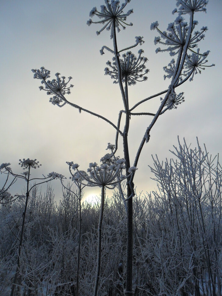 Зима в Барышевской роще