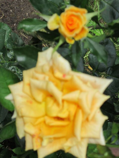 Две розы жёлтых