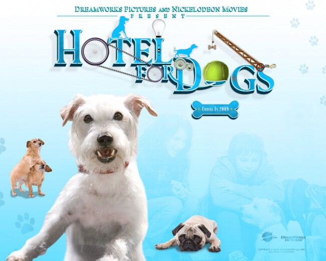Картинки Отель для собак