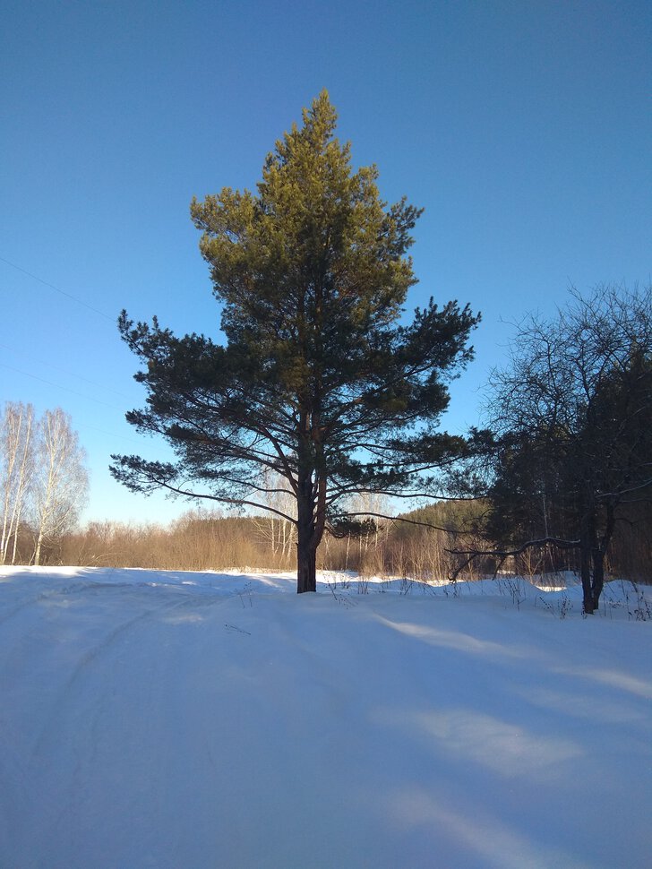 Радость, солнце и зима