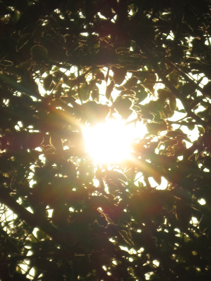 Солнце и листва
