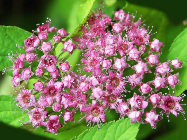 Blooming Pink Flowers