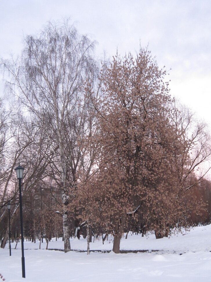 Февральский день