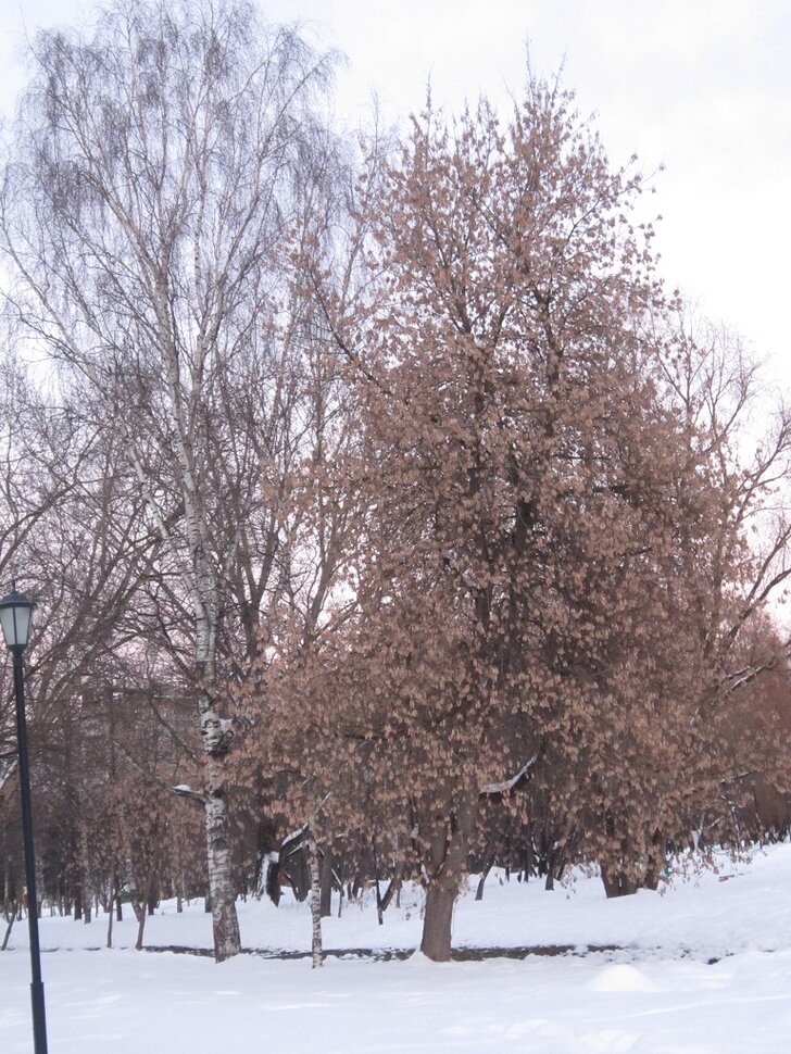 Февральский день
