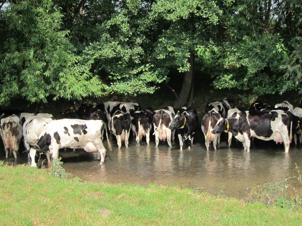 Коровы и жаркий день
