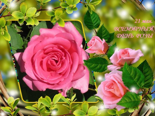 21 мая. Всемирный день розы
