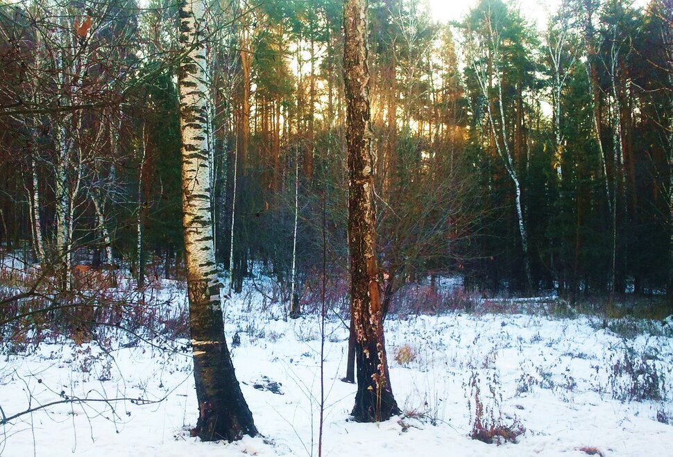 Зимнее утро