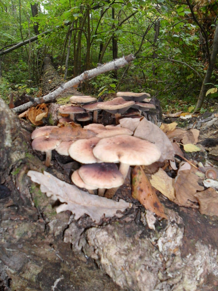 Чеховский лес в начале сентября,пора сбора грибов