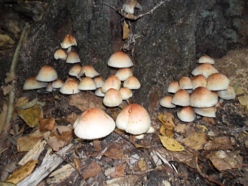 Чеховский лес в начале сентября,пора сбора грибов