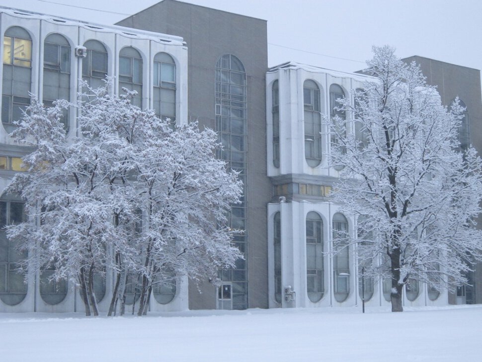 Деревья в снегу