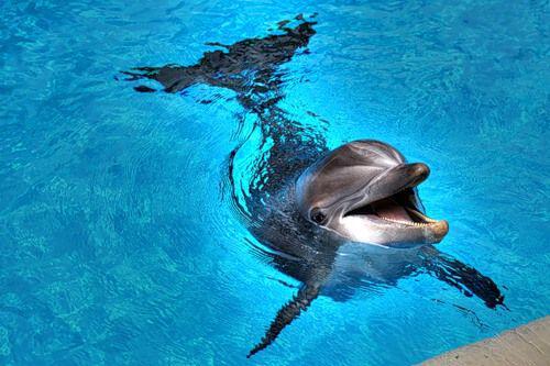 Синеглазые дельфины
