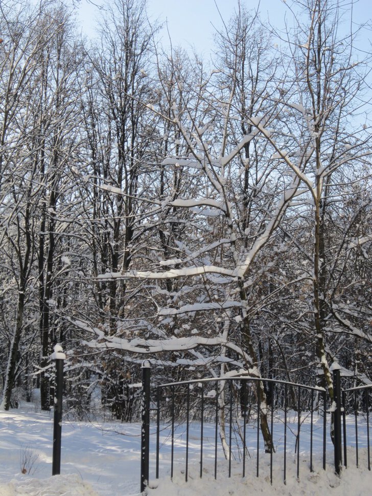Снег на ветвях