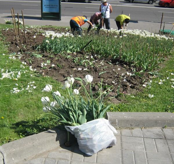 Тюльпанчики отцвели