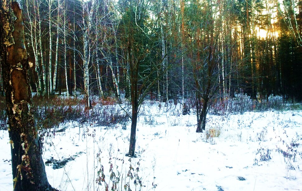 В утренних лучах