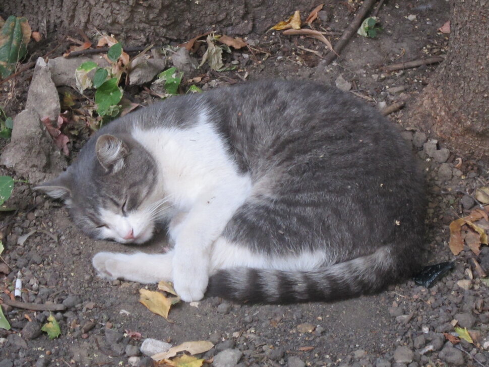 Кошка