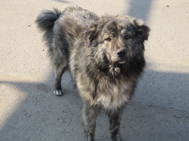 Собака