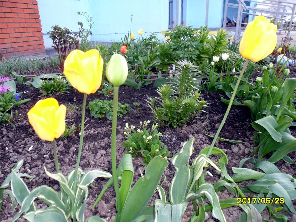 Tulipa Liliaceae