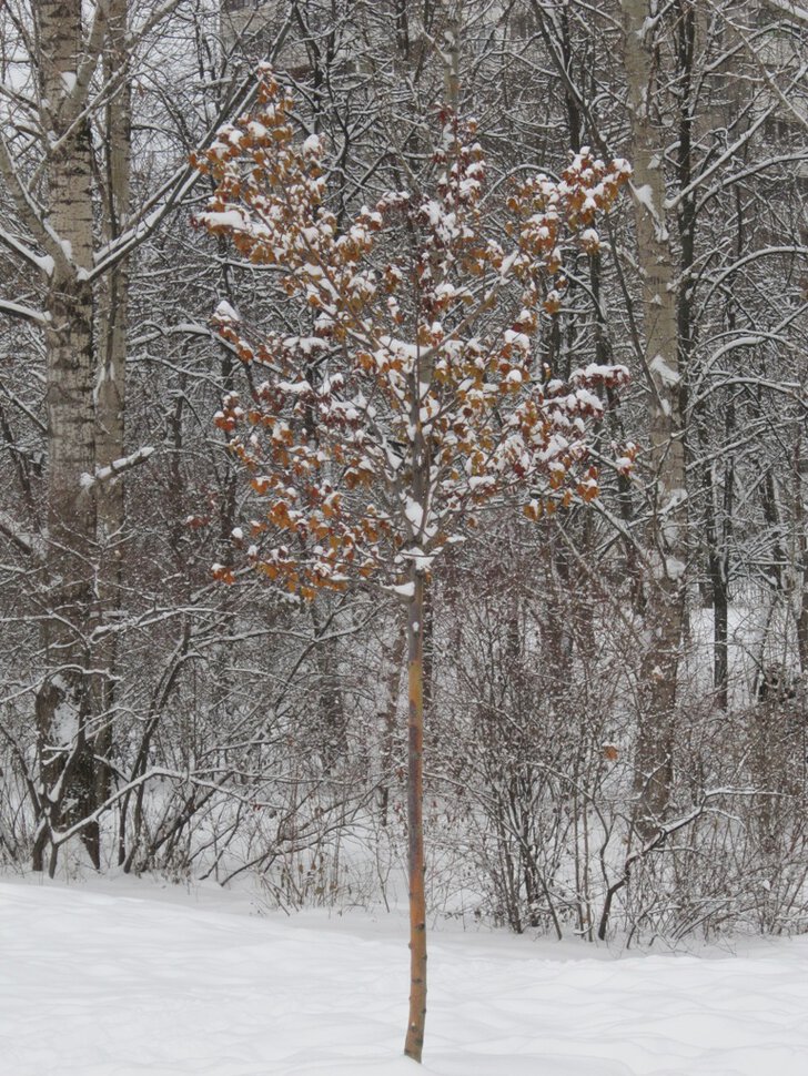 Деревце в январе