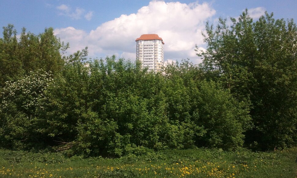 У лесочка
