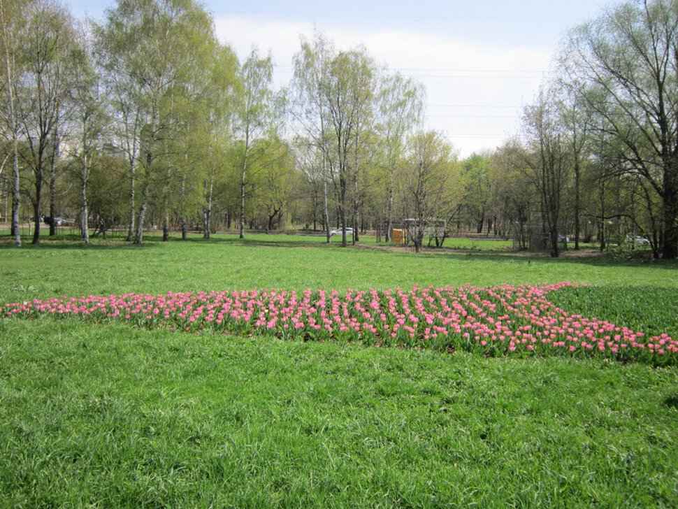 Розовые на зелёном