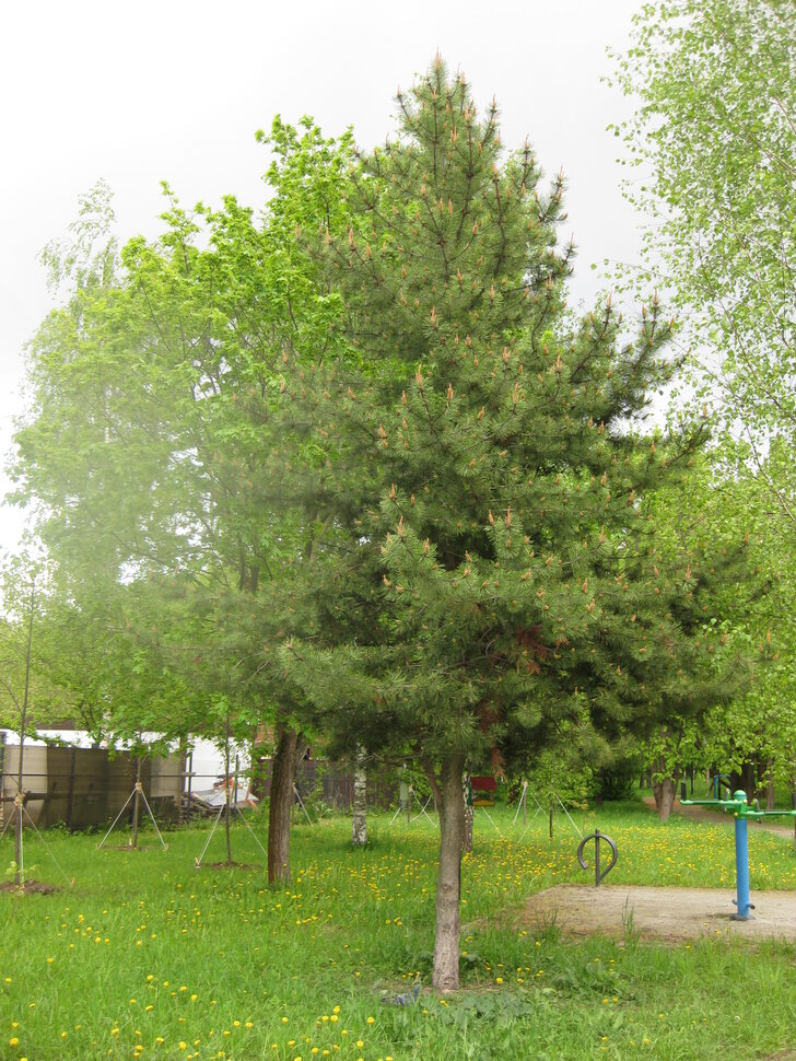 Весна в парке