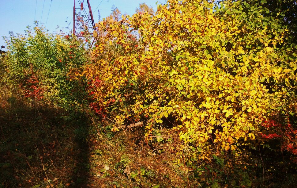 Осеннее разноцветье