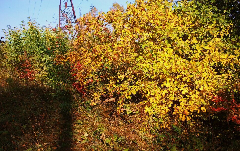 Осеннее разноцветье