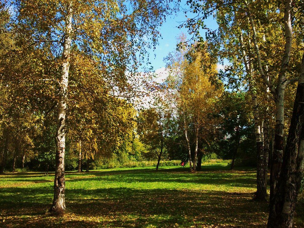 По осенним полянкам