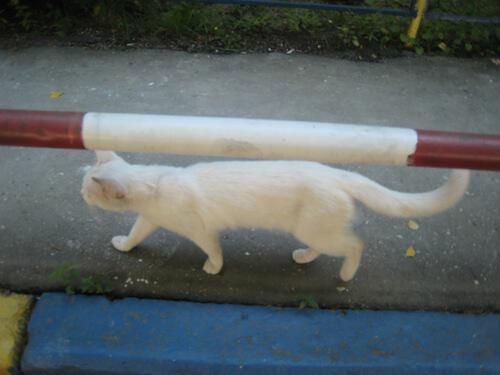 Прогулка