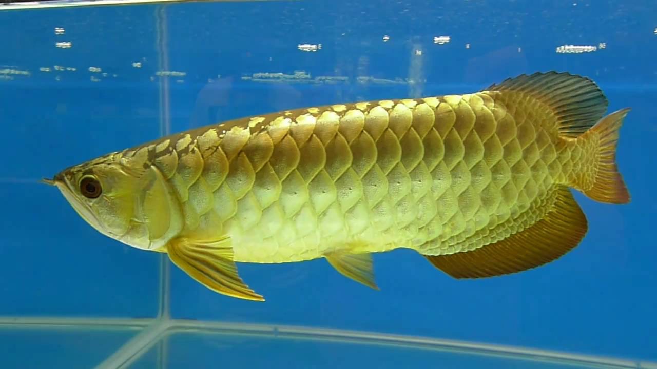 Рыбка золотого цвета. Аквариумная рыбка Арована. Рыба дракон Арована. Золотая Арована. Арована азиатская Золотая.