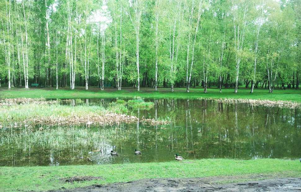 В дождливый майский день у озерца