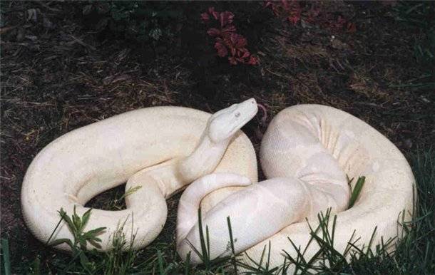 Животные альбиносы фото