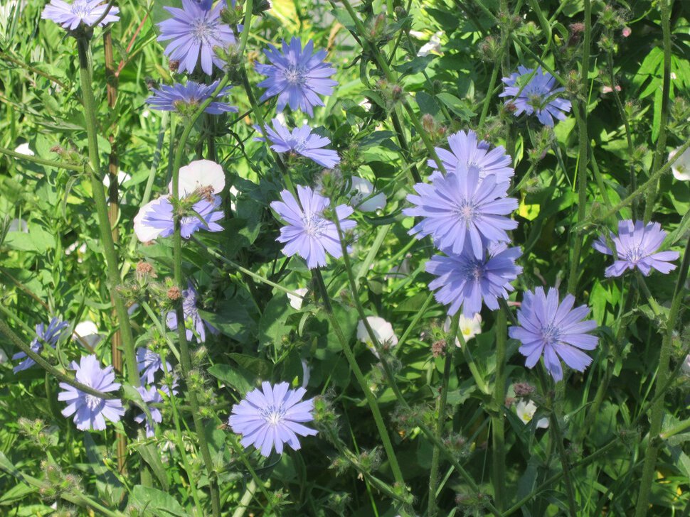 Голубые цветочки
