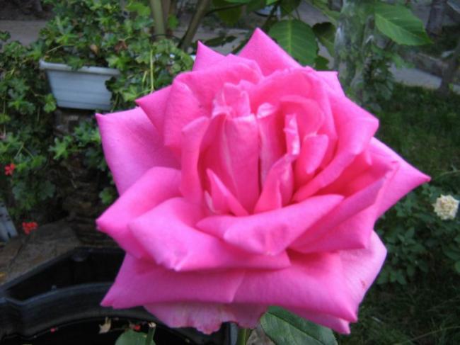 Крымская розовая роза