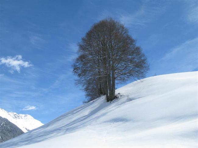 Небо, снег, деревья и я