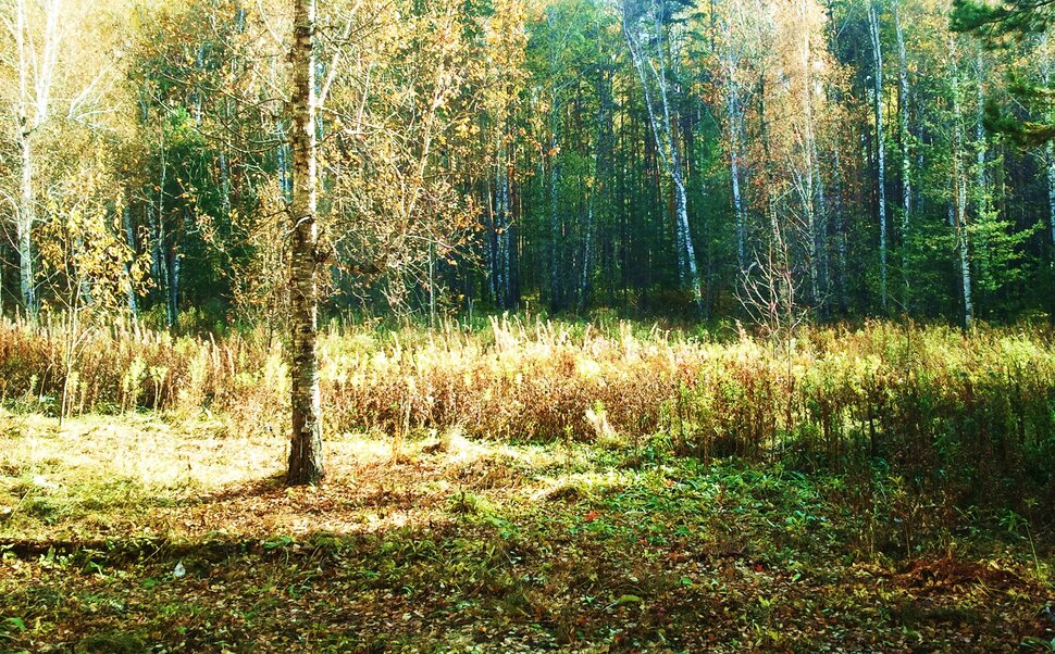 Осенью на лужайке