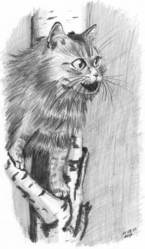 Кот сибирский рисунок