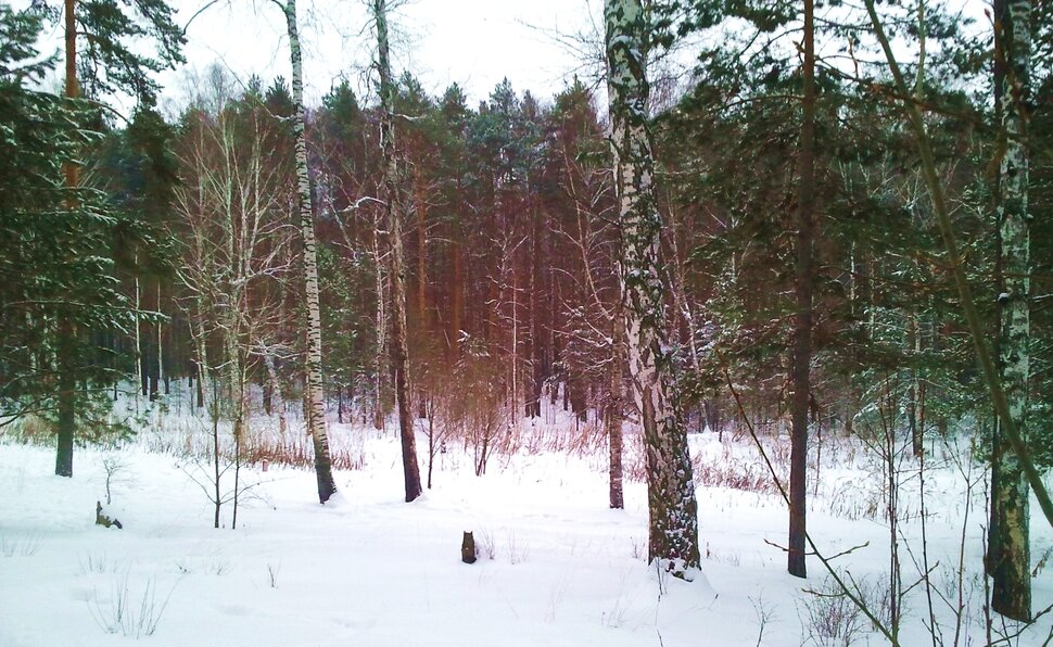 В зимнем лесу