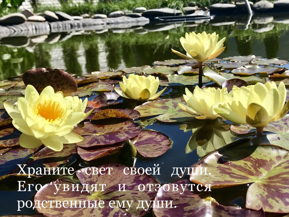 Желтые лотосы
