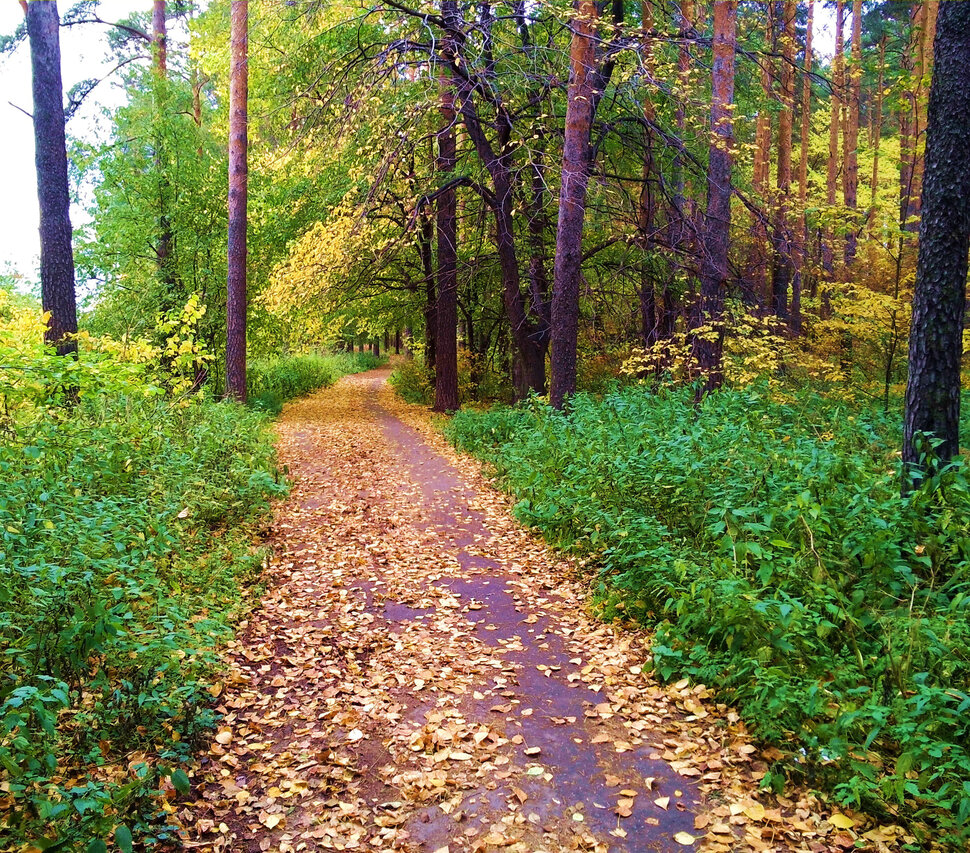 По осенней дорожке