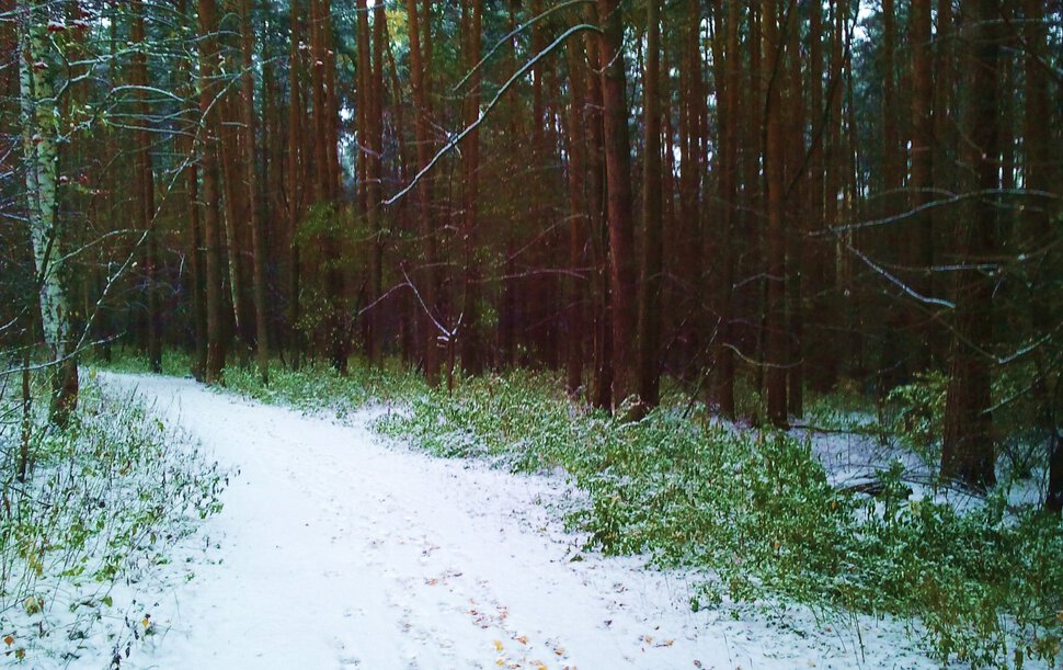 По снежку в дремучий лес